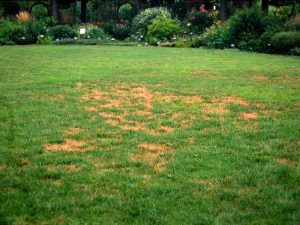 Lawn Disease Control Monmouth Middlesex and Ocean Counties