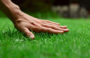 Lawn Care Protection Policy Maintenance Plan 5