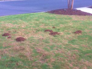 Monmouth Middlesex and Ocean Counties Mole Control