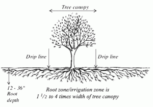 Monmouth County Tree Fertilizing