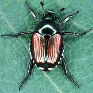 japanese_beetle