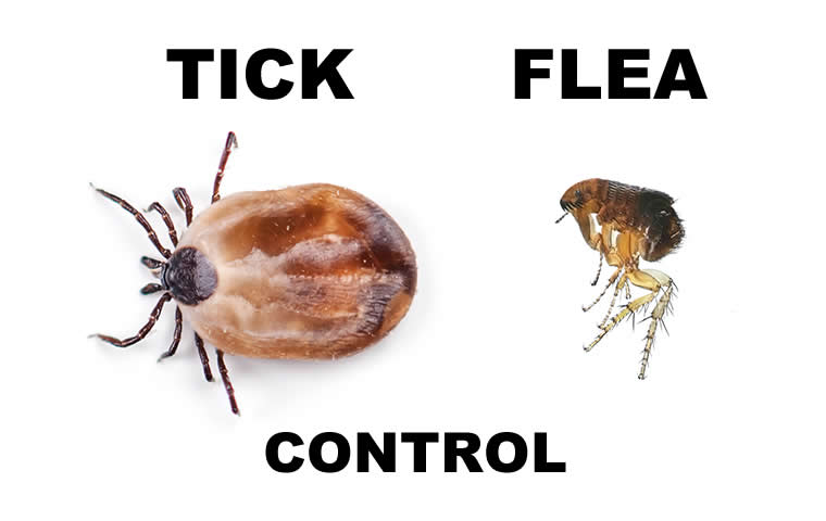 Tick And Flea Control Allenhurst NJ