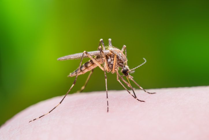 Mosquito Control Loch Arbour NJ