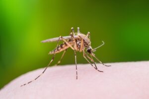 Mosquito Control Morganville NJ
