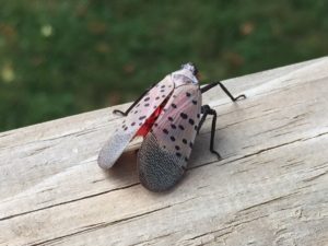 Spotted Lanternfly Loch Arbour NJ