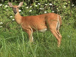 Deer Control Shrewsbury NJ