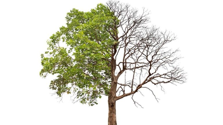 Tree Disease Treatment Waretown NJ