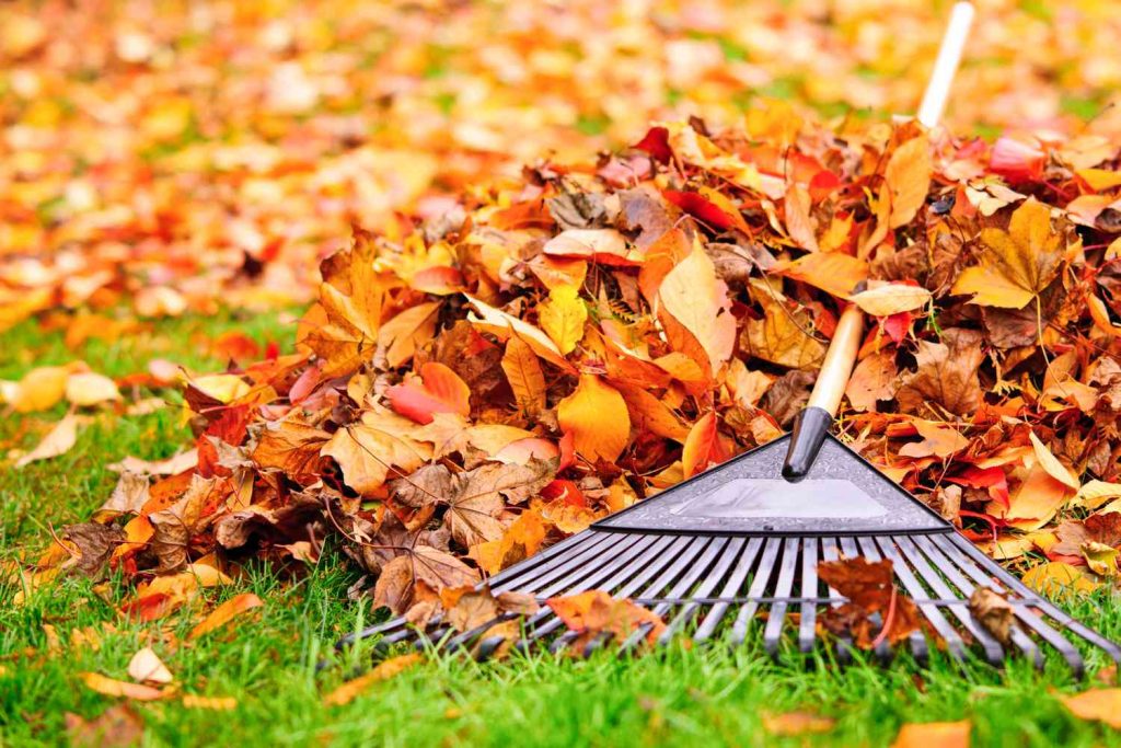Fall Yard Clean Up Service in Cedar Glen West NJ Fall Yard Clean Up Service in Cedar Glen West NJ